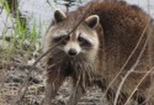 Raccoon,_female_after_washing_up_mirror_image 2